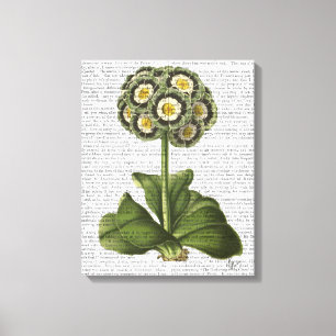 Primula-Aurikel-Blau Leinwanddruck