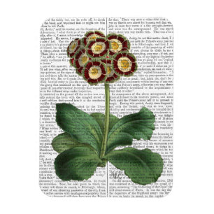 Primula-Aurikel-Rot Magnet