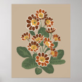 Primula-Blume Poster (Vorne)
