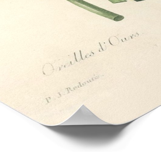 Primula Canvas Print Poster (Ecke)