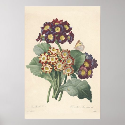 Primula Canvas Print Poster (Vorne)