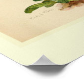 Primula Poster (Ecke)