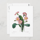 Primula Postkarte (Vorne/Hinten)