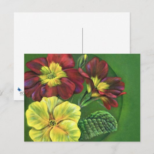 Primula-Primzahlen Postkarte (Vorne/Hinten)