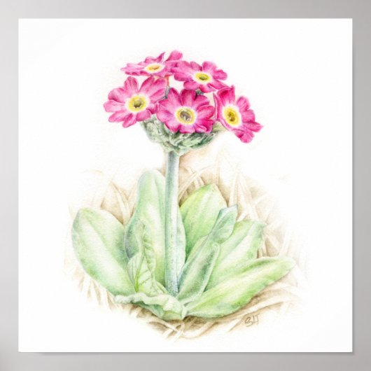 Primula scotia Pflanze Aquarellkunst Poster (Vorne)