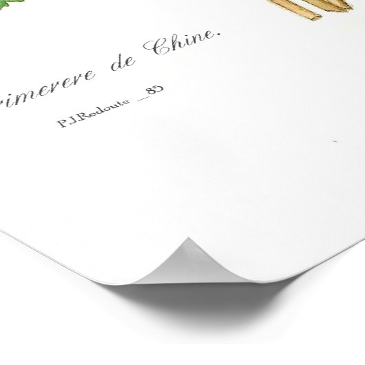 Primula sinensis poster (Ecke)