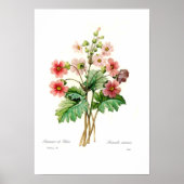 Primula sinensis poster (Vorne)