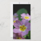 Primula Spring Flowers 2 Beileid Dankeschön Karte (Rückseite)
