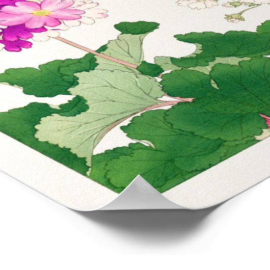 Primula von Tanigami Konan Poster (Ecke)