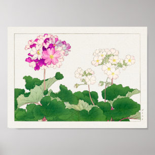 Primula von Tanigami Konan Poster