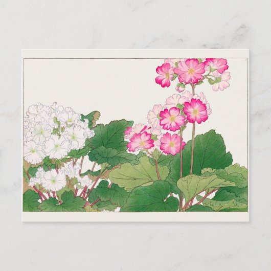 Primula von Tanigami Konan Postkarte (Vorderseite)