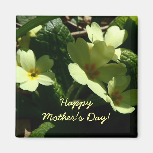 Primula vulgaris Primrose Muttertagmagnet Magnet (Vorne)