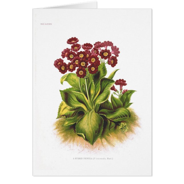 Primulakreuzung (Vorne)