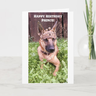Prince Birthday Card mit belgischem Malinois Karte