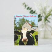 Prince Edward Island Dairy Cow Postkarte (Stehend Vorderseite)