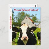 Prince Edward Island Dairy Cow Postkarte (Vorne/Hinten)
