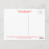 Prince Edward Island Dairy Cow Postkarte (Rückseite)