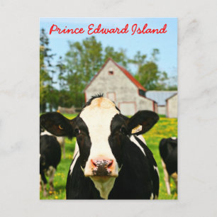 Prince Edward Island Dairy Cow Postkarte