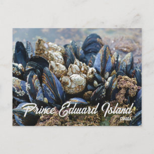 Prince Edward Island Kanada Postkarte Miesmuscheln