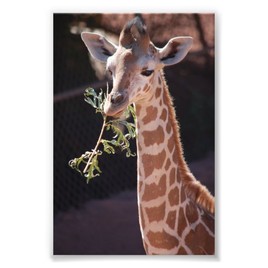 Princess 4X6 Print #2 Fotodruck (Vorne)