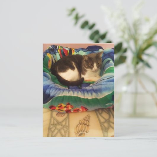 Princess A Sweet Little Southern Ragamuffin Kitty Postkarte (Stehend Vorderseite)