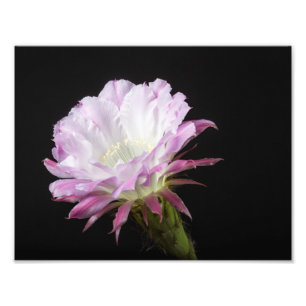 Princess Anne Echinopsis Hybrid-Blume Fotodruck