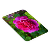 Princess Anne Rose #1 Magnet (Rechte Seite)