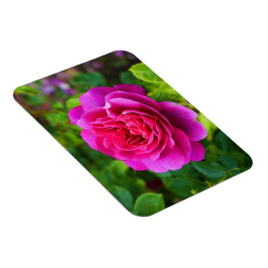 Princess Anne Rose #1 Magnet (Rechte Seite)