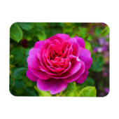 Princess Anne Rose #1 Magnet (Horizontal)