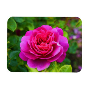 Princess Anne Rose #1 Magnet