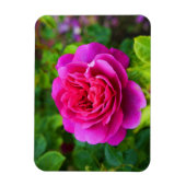Princess Anne Rose #1 Magnet (Vertikal)