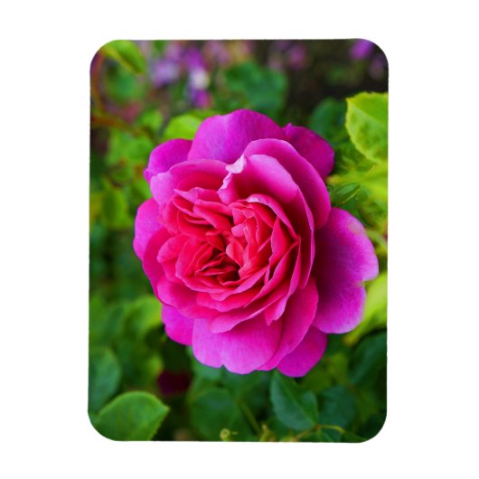 Princess Anne Rose #1 Magnet (Vertikal)