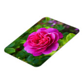 Princess Anne Rose #1 Magnet (Linke Seite)