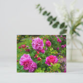 Princess Anne Rose #2 Postcard Postkarte (Stehend Vorderseite)