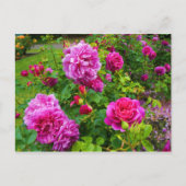 Princess Anne Rose #2 Postcard Postkarte (Vorderseite)