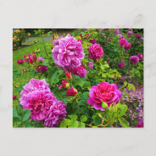 Princess Anne Rose #2 Postcard Postkarte (Vorderseite)