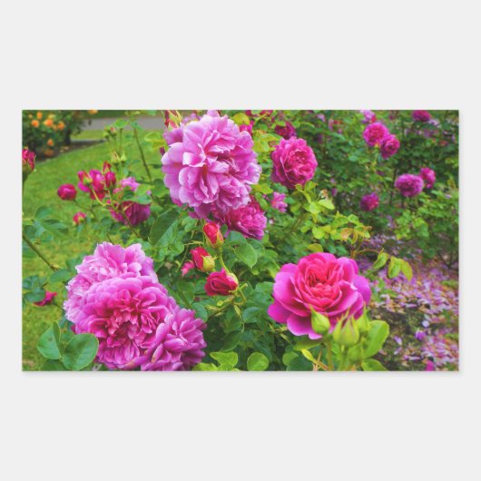 Princess Anne Rose #2 Stickers (Vorderseite)