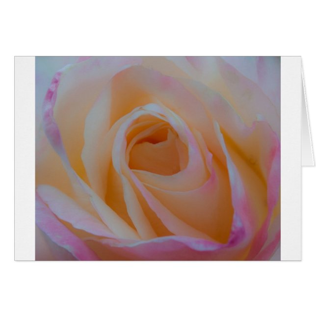 Princess Diana Rose (Vorderseite (Horizontal))