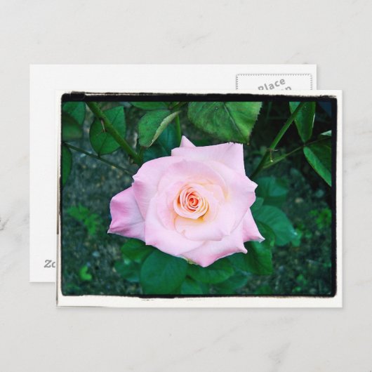 Princess-Rose Postkarte (Vorne/Hinten)