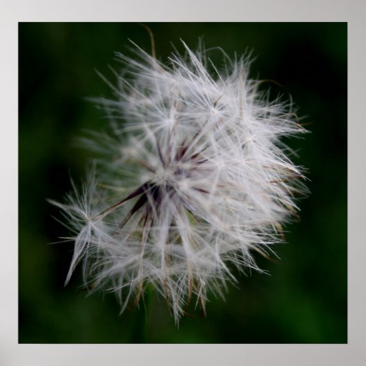 Princess Soft Dandelion Poster (Vorne)