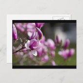 Princeton Lila Tree Blume Postkarte (Vorne/Hinten)