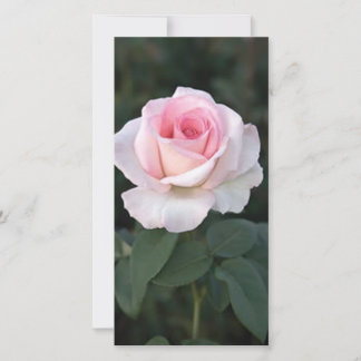 Prink Promise Rose Fotokarte