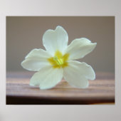 Prinrose Poster (Vorne)