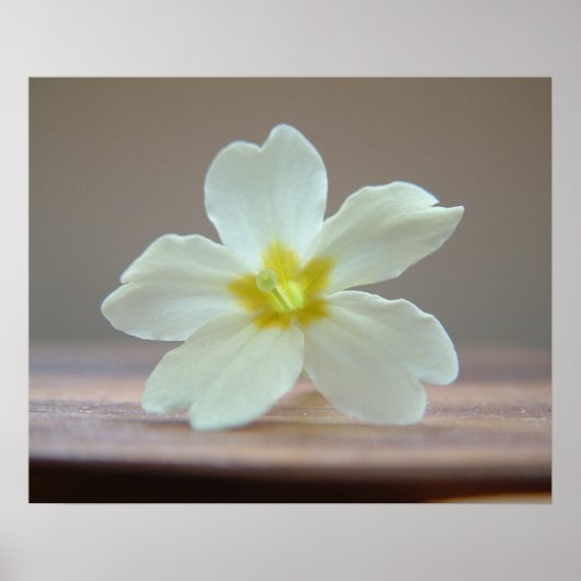 Prinrose Poster (Vorne)