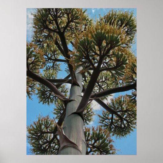 Print: Agave Poster (Vorne)