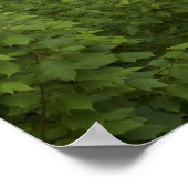 Print - Blackwater Falls, West Virginia Poster (Ecke)