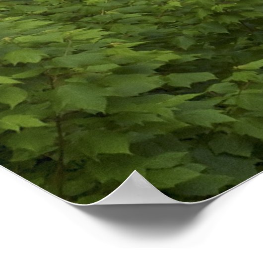 Print - Blackwater Falls, West Virginia Poster (Ecke)