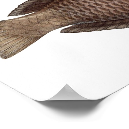 Print "Chlorurus Troschelii" Poster (Ecke)