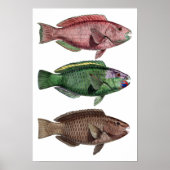 Print "Chlorurus Troschelii" Poster (Vorne)