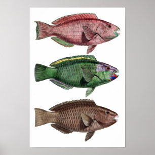 Print "Chlorurus Troschelii" Poster